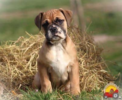 Les chiots de Bulldog continental