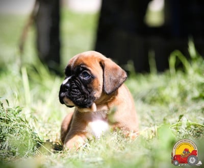 Les chiots de Boxer