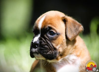 Les chiots de Boxer