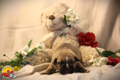 Les chiots de Bulldog continental