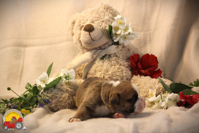 Les chiots de Bulldog continental