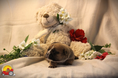 Les chiots de Bulldog continental