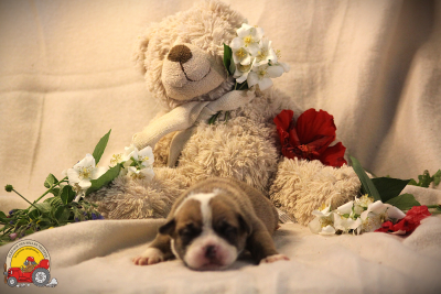 Les chiots de Bulldog continental