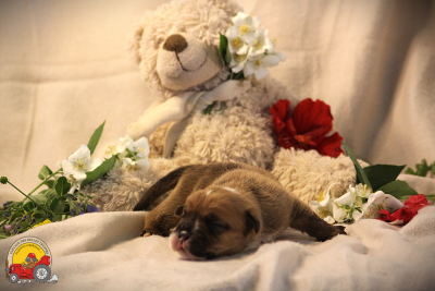 Les chiots de Bulldog continental