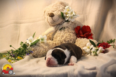 Les chiots de Bulldog continental