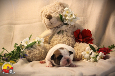 Les chiots de Bulldog continental