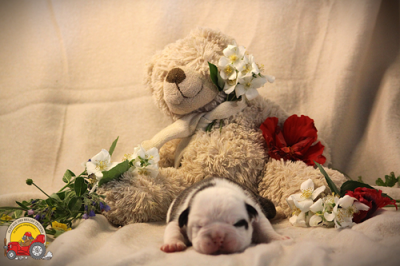 Les chiots de Bulldog continental