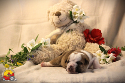 Les chiots de Bulldog continental