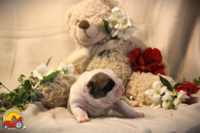 Les chiots de Bulldog continental
