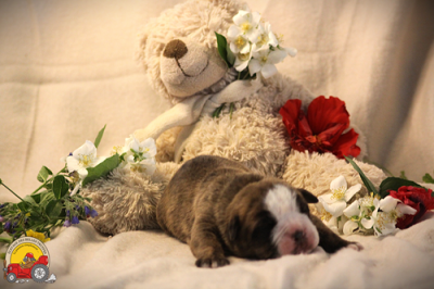Les chiots de Bulldog continental
