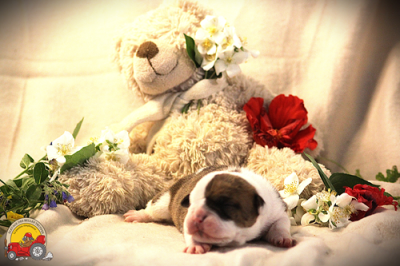 Les chiots de Bulldog continental