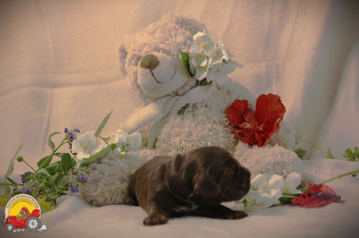 Les chiots de Cocker Spaniel Anglais