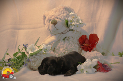 Les chiots de Cocker Spaniel Anglais