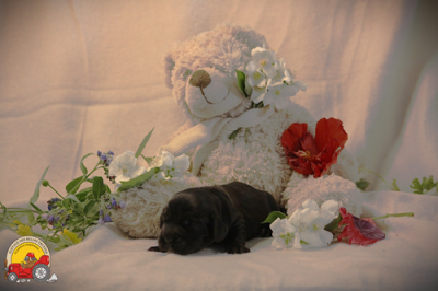 Les chiots de Cocker Spaniel Anglais