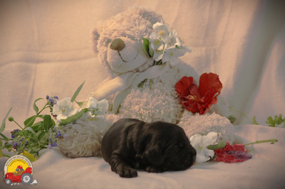 Les chiots de Cocker Spaniel Anglais