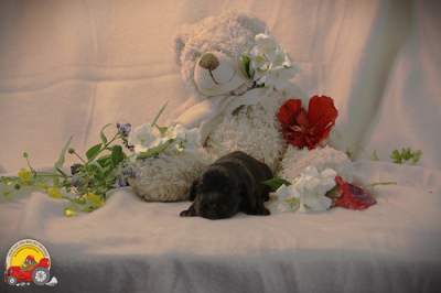Les chiots de Cocker Spaniel Anglais