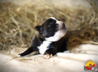 FEMELLE COLLIER VERT - Bulldog continental