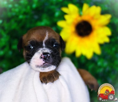Les chiots de Bulldog continental