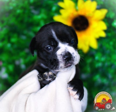 Les chiots de Bulldog continental