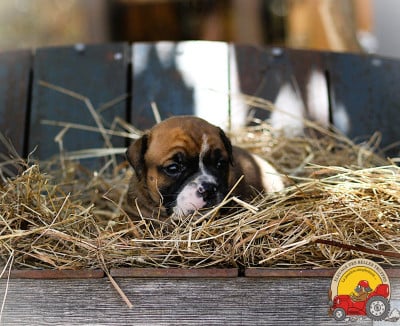 Les chiots de Bulldog continental