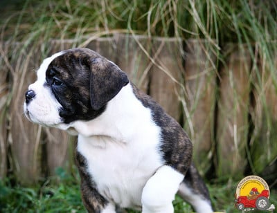 Les chiots de Bulldog continental