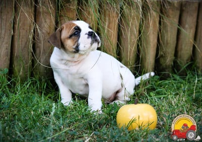 Les chiots de Bulldog continental