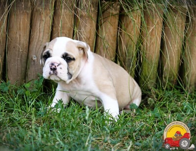 Les chiots de Bulldog continental