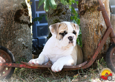 Les chiots de Bulldog continental