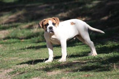 Les chiots de Bulldog continental