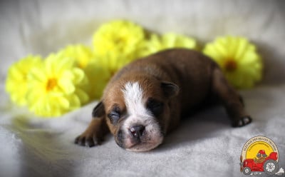 Les chiots de Bulldog continental