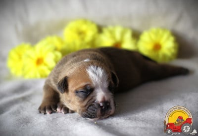 Les chiots de Bulldog continental
