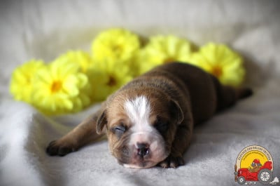 Les chiots de Bulldog continental