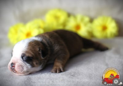 Les chiots de Bulldog continental