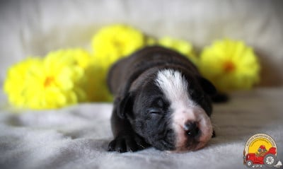 Les chiots de Bulldog continental
