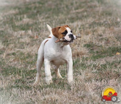 Les chiots de Bulldog continental