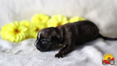Les chiots de Boxer