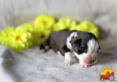 Les chiots de Boxer