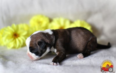 Les chiots de Boxer