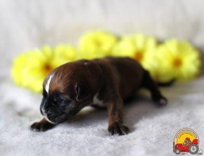 Les chiots de Boxer