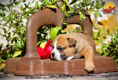 Les chiots de Bulldog continental