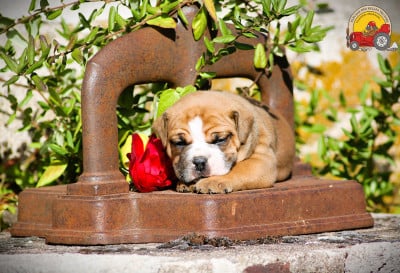 Les chiots de Bulldog continental