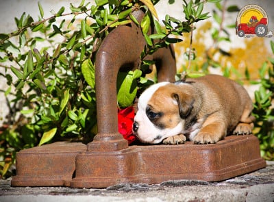 Les chiots de Bulldog continental