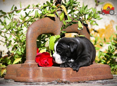 Les chiots de Bulldog continental