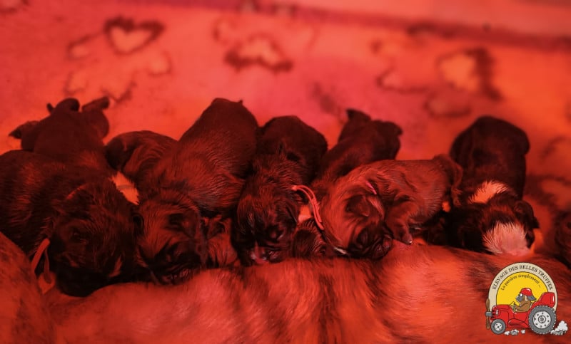Boxer - Des Belles Truffes
