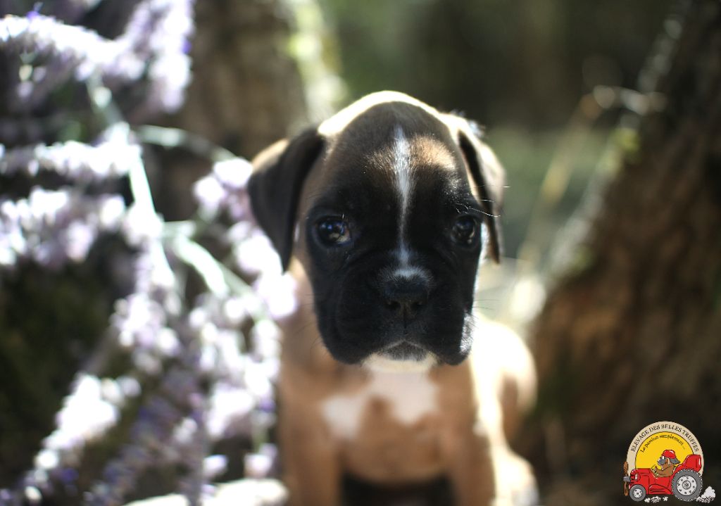 ALBA DES BELLES TRUFFES