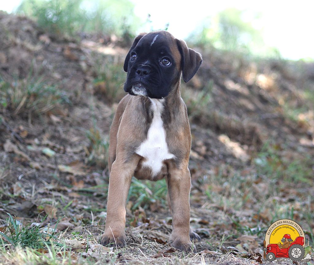 AMOS DES BELLES TRUFFES