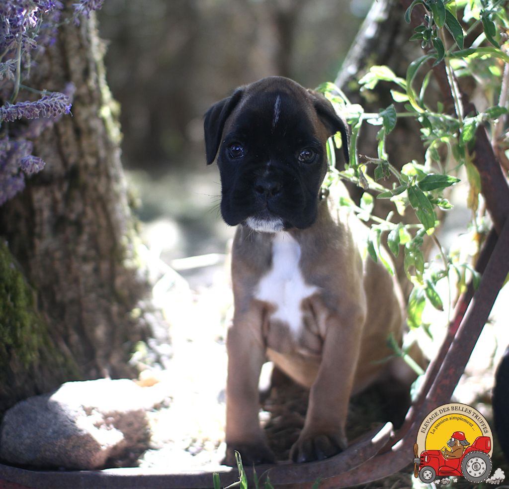 AMOS DES BELLES TRUFFES