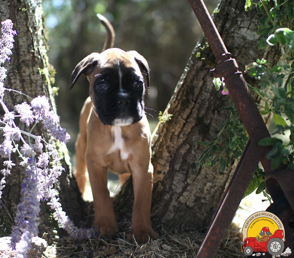 AIMY DES BELLES TRUFFES