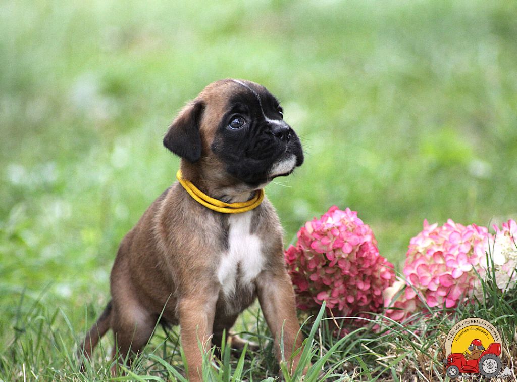 AMBER DES BELLES TRUFFES