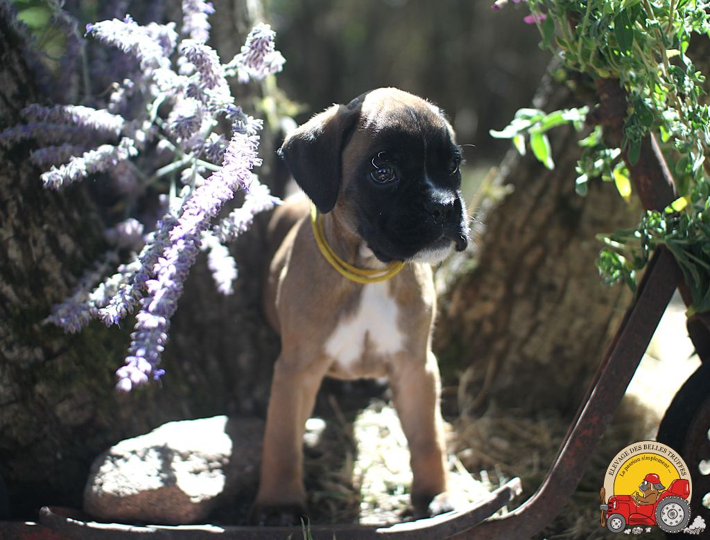 AMBER DES BELLES TRUFFES